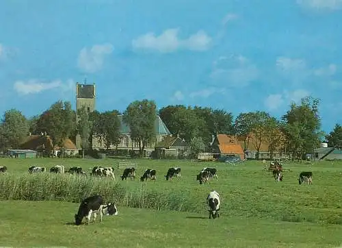Netherlands Groeten uit Friesland cow herd