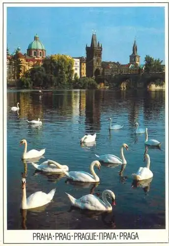 Czech Republic Prague Vltava river with Charles Bridge swans