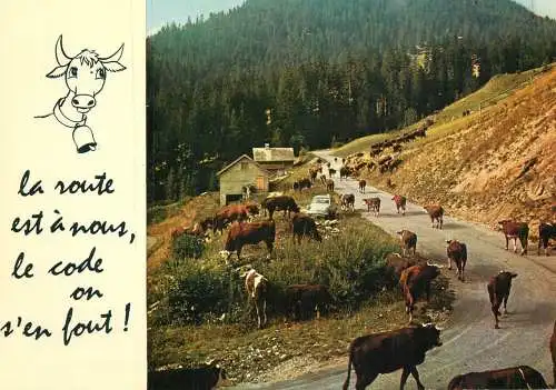 France Rhône cows