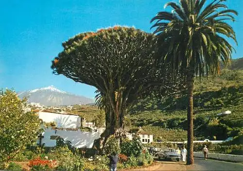 Spain Tenerife Icod