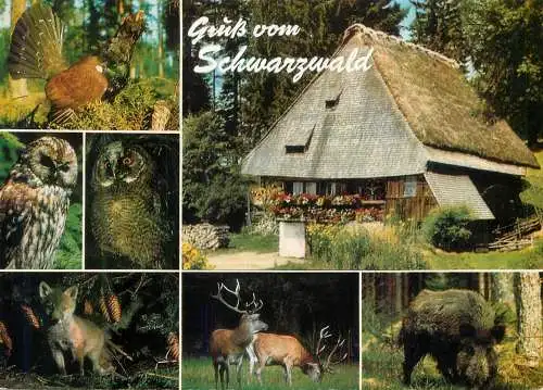 Germany Gruss vom Schwarzwald wildlife multi view