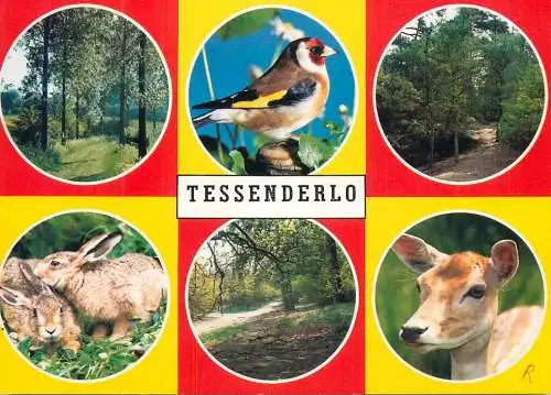 Belgium Tessenderlo animal types and forest views
