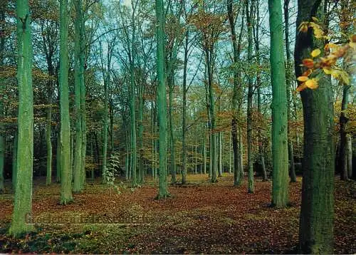 Belgium Tessenderlo forest scenery
