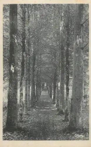 France Le Nouvin en Thierache Foret du Nouvion