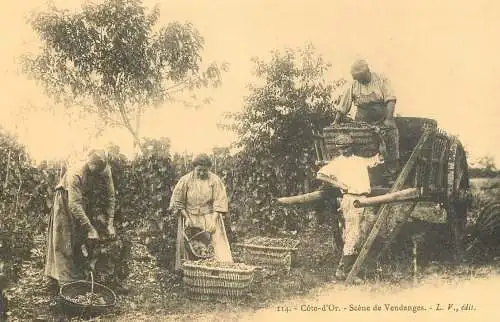 France reedition de carte postale ancienne Cote d' Or scene de Vendanges