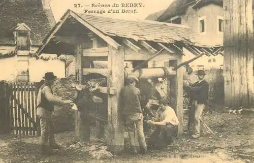 France reedition de carte postale ancienne scenes de Berry Ferrage d'un Boeuf