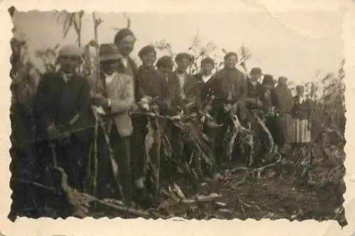 Anonymous persons instant photography Romania social history people picking corn 1940s