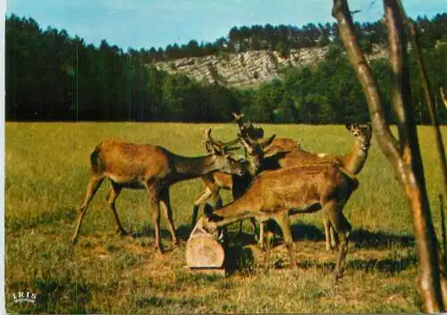 Belgium Han sur Lesse Natural Reservation for wild animals stags deer photo