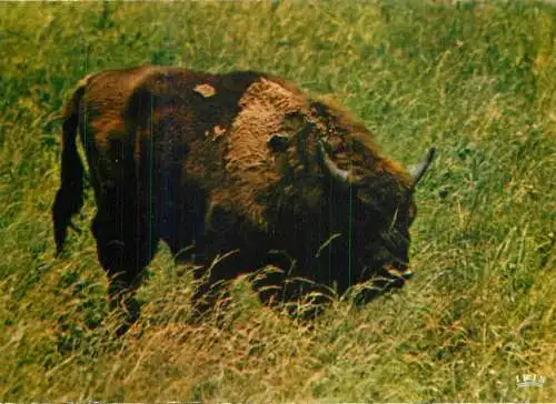 Belgium Han sur Lesse Natural Reservation for wild animals bison photo