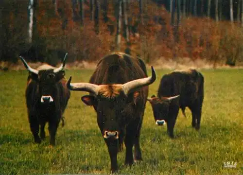 Belgium Han sur Lesse Natural Reservation for wild animals aurochs oxes photo