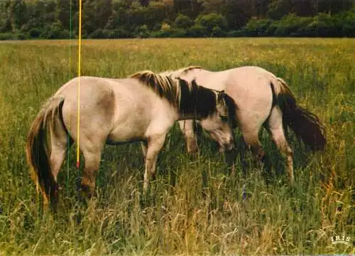 Belgium Han sur Lesse Tarpans Natural Reservation for wild animals horses photo