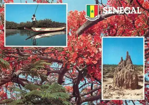 Senegal boat tree
