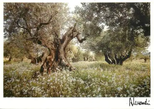 France Provence oliviers mythiques