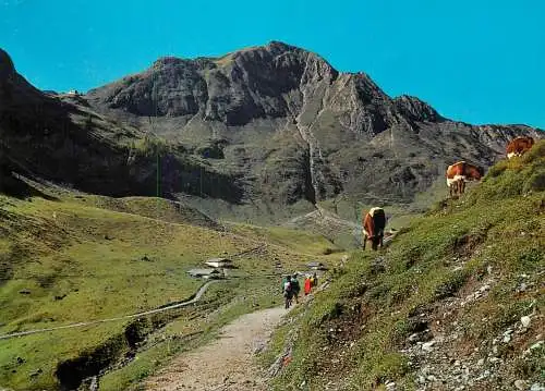 Austria Fieberbrunn Tirol Hohenweg Wildseeloder und Wildseeloderhutte cows