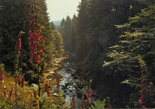 Germany creek forest scene