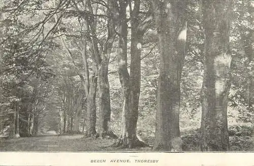 United Kingdom England Thoresby beech avenue