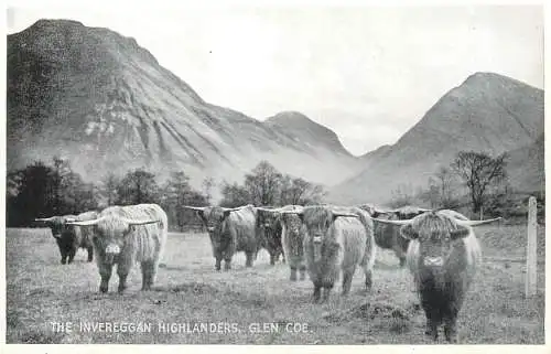 United Kingdom Scotland Glen Coe oxen