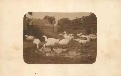 Photograph goose pond