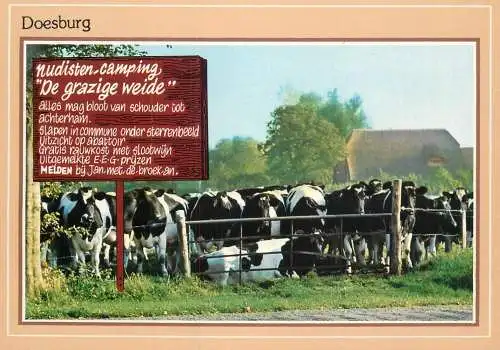 Netherlands Doesburg de grazige weide