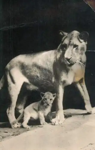 Lioness with cub