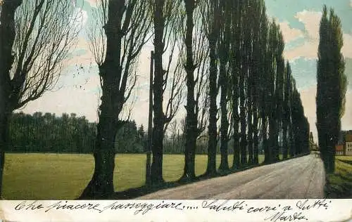 Place to identify mansion country road trees