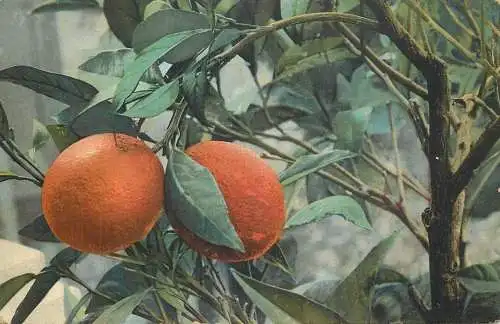 Oranges detail aspect
