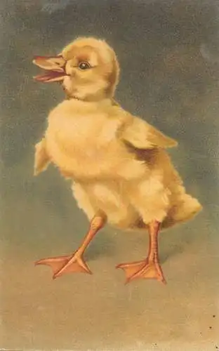 Artist fine art postcard wenau pastell chicks