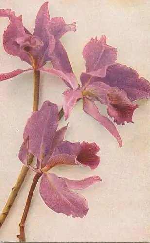 Artist fine art postcard Farben Aufnahme direkt nach der natur