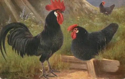 Artist fine art postcard chicken and rooster