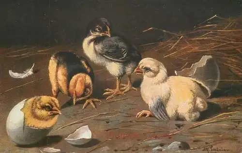 Artist fine art postcard chicks and egg hatching