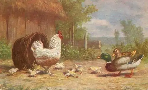 Artist fine art postcard wild duck and chicken