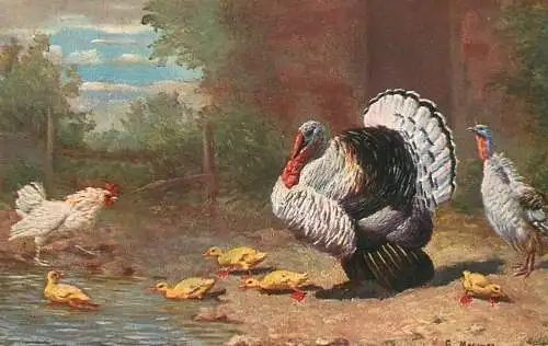 Artist fine art postcard turkey in nature