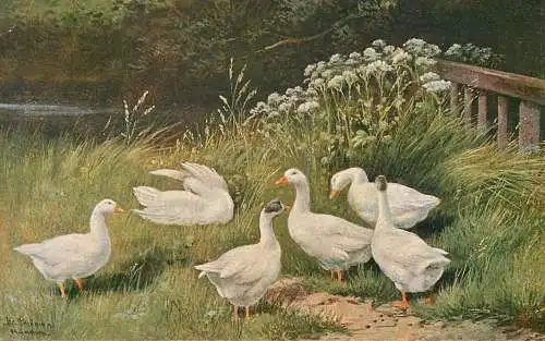 Artist fine art postcard goose in nature