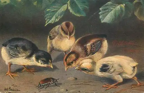 Artist fine art postcard chicks and beetle