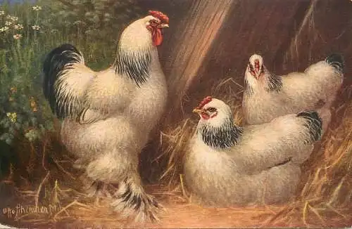 Artist fine art postcard Helles Brahma Huhn