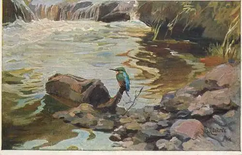 Artist fine art postcard Paul Leuteritz der Eisvogel
