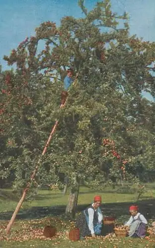 Artist fine art postcard orchard apple picking