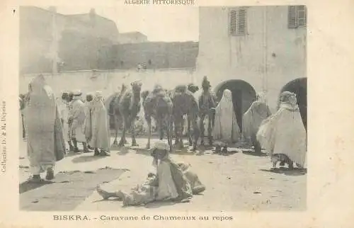Algeria Biskra Caravane de Chameaux au repos