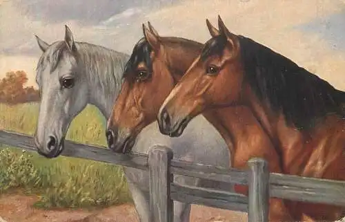 Artist fine art postcard Munster horses