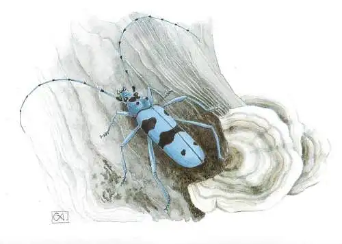Rosalia longicorn (Rosalia alpina) Alpine longhorn beetle