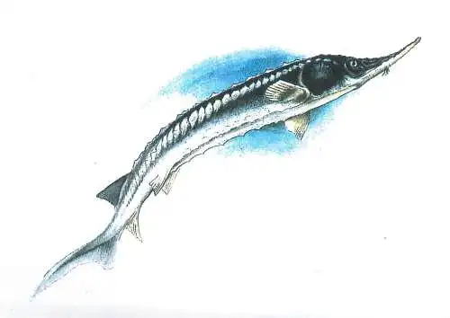 Fishes themed postcard - Starry sturgeon pastruga