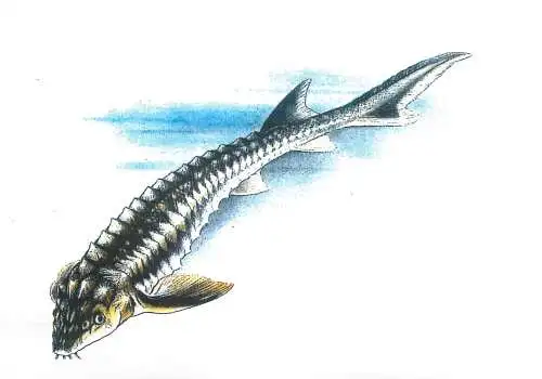 Fishes themed postcard - Russian sturgeon