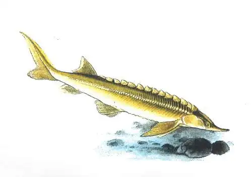 Fishes themed postcard - Sterlet cega