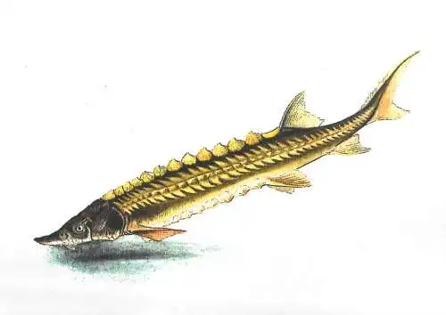 Fishes themed postcard - Sturion sturgeon