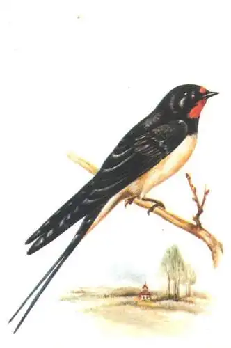 Birds themed postcard - swallow
