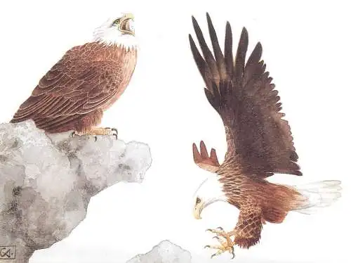 Birds themed postcard - eagle