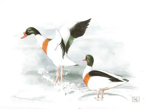 Birds themed postcard - wild ducks