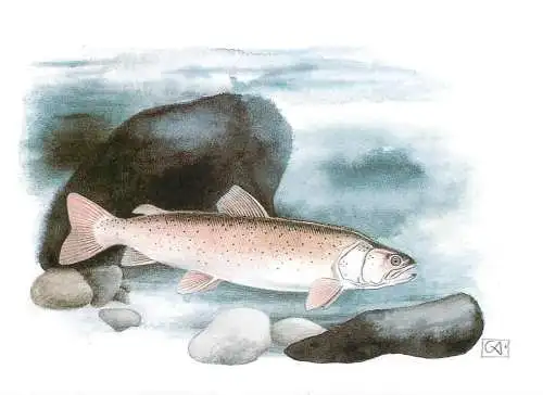 Fishes themed postcard - Hucho hucho Danube salmon