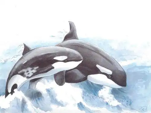 Animals themed postcard - orca whales
