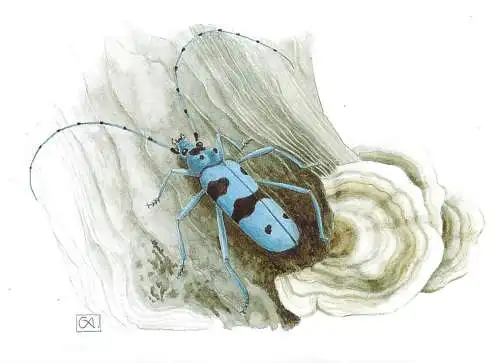 Insects themed postcard - Rosalia longicorn (Rosalia alpina) Alpine longhorn beetle